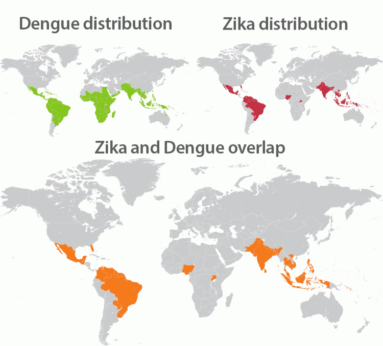 C'est le Début de la Fin - Page 10 Zika_dengue_overlap-750x678