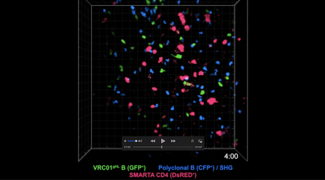 The researchers used a technique called two-photon microscopy to study how higher affinity B cells (green), non-specific B cells (blue) and T cells (pink) interacted in living mice.