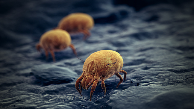 House dust mites are everywhere. Image: La Jolla Institute for Immunology