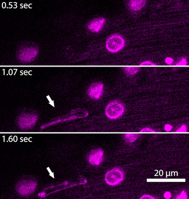 This timelapse image shows the appearanc of an ENDS and how it curls over time. Image courtesy of Alex Marki, Ph.D., Ley Laboratory, La Jolla Institute for Immunology.