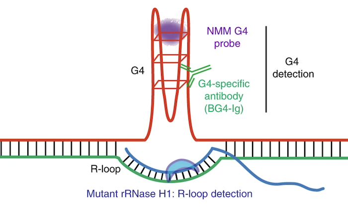 Diagrammatic representation of a G-quadruplex (G4) with an associated R-loop structure, illustrating the reagents used for detection of G-quadruplexes and R-loops. (Courtesy Shukla et al.)