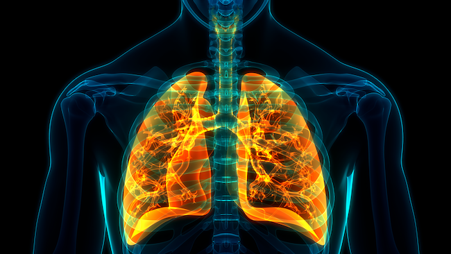 Digital illustration of human lungs