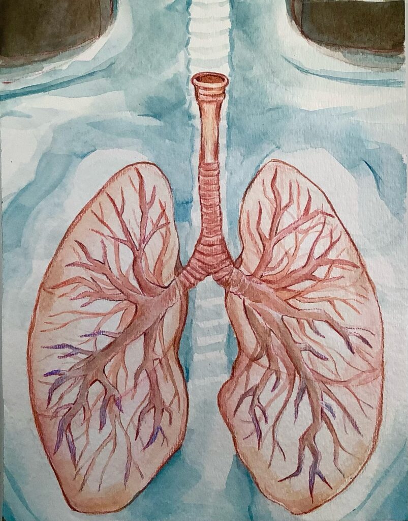 Watercolor of lungs. The body is shown around in blue