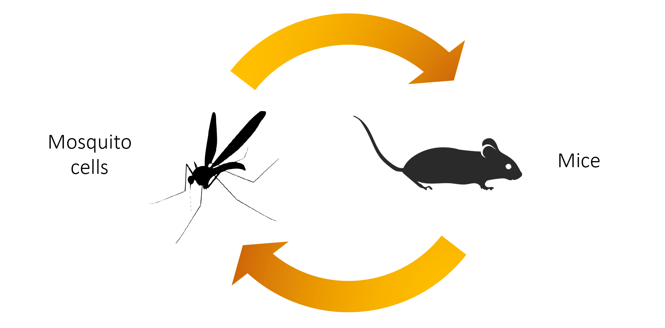Repeatedly switching back and forth between mosquito cells and mice provided scientists with a window into how Zika virus naturally evolves as it encounters more hosts.