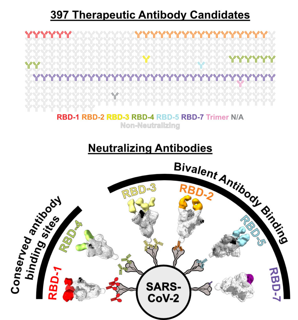 Two graphics. The first shows how a pool of 397 therapeutic antibody candidates were narrowed down to find the 66 antibodies that could neutralize Omicron. The second graphic shows how these neutralizing antibodies were grouped into communities. Highlights that RBD-3, RBD-2, RBD-5, and RBD-7 accomplish bivalent antibody binding.