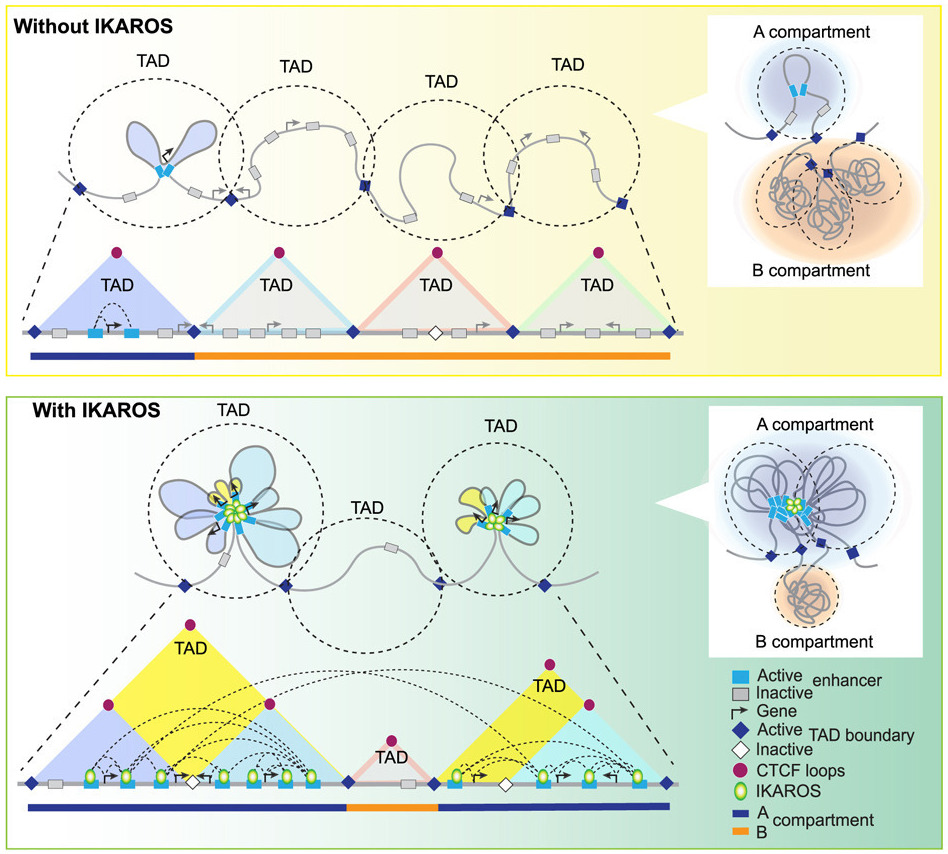 This illustration shows how IKAROS shifts the genome into the right 3D structures (called TADs) to activate the critical genes for B cell development. (Published in Cell, Nov, 22, 2023)