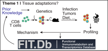 tissue adaptations
