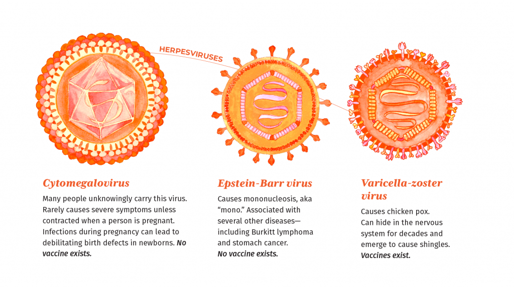 Illustration of three herpesviruses with descriptions. These viruses are illustratied in shades of orange. They are round viruses with protruding surface proteins.
Cytomegalovirus - Many people unknowingly carry this virus. Rarely causes severe symptoms unless contracted when a person is pregnant. Infections during pregnancy can lead to debilitating birth defects in newborns. No vaccine exists.
Epstein-Barr virus - Causes mononucleosis, aka “mono.” Associated with several other diseases— including Burkitt lymphoma and stomach cancer. No vaccine exists.
Varicella-zoster virus - Causes chicken pox. Can hide in the nervous system for decades and emerge to cause shingles. Vaccines exist.