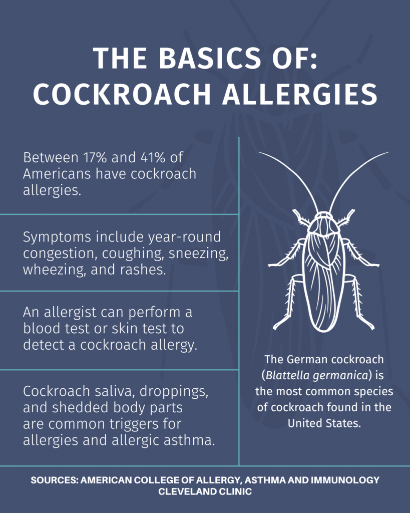 Graphic on The Basics of:
Cockroach Allergies.

Facts:
- Between 17% and 41% of Americans have cockroach allergies.
- Symptoms include year-round congestion, coughing, sneezing, 
wheezing, and rashes.
- An allergist can perform a 
blood test or skin test to 
detect a cockroach allergy.
- Cockroach saliva, droppings, and shedded body parts 
are common triggers for
allergies and allergic asthma.
- The German cockroach (Blattella germanica) is 
the most common species of cockroach found in the United States.
SOURCEs: American College of allergy, asthma and immunology
Cleveland Clinic
