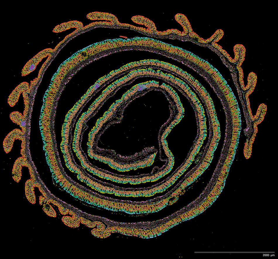 Image of colorful cells on a black background. Depicts the stricture of a mouse colon.