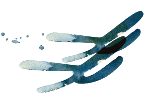 Illustration of two X chromosomes