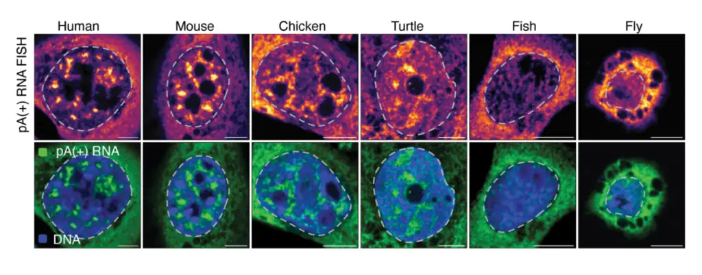 The researchers captured images of nuclear speckles (bright yellow/green apreas) in turtle, chicken, mouse, and human cell lines. Nuclear speckles were absent in fish and fruit fly cell lines.
